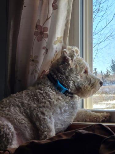 Customer photo review of FurLife Shipping Protection