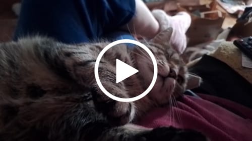 Customer video review of Premium // Small Buds- 15 Gramm