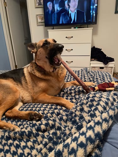 Customer photo review of Ostrich Long Bone (19" x 3.5"): The Ultimate Challenge for Medium, Large & Extra-Large Dogs