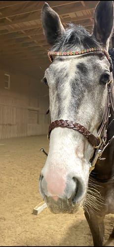 Customer photo review of Soft leather reins