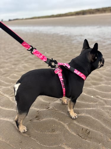 undefined review of 1.4m Swivel Combat Lead | Anti-Tangle & Secure Clip - Bubblegum image 1 out of 2