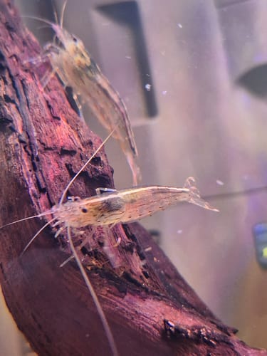 Customer photo review of Amano Shrimp