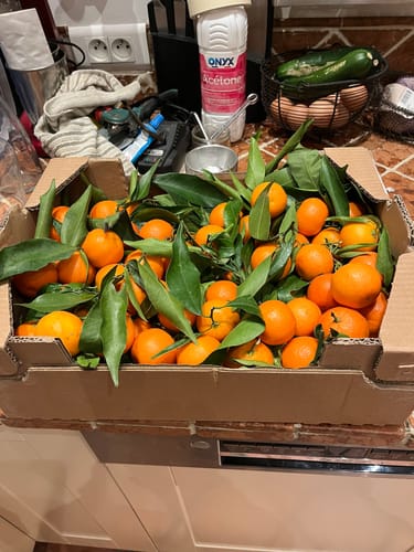 Pascale A. review of Clémentines Bio - Origine Corse image 1 out of 1