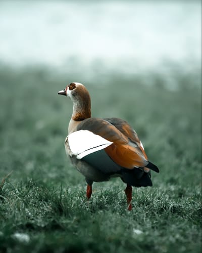 Customer photo review of Dark Woods Lightroom Presets Pack