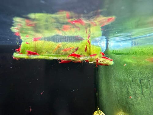 Customer photo review of Fire Red Neocaridina Shrimp
