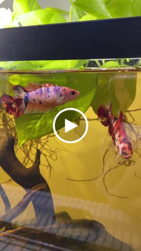 Customer video review of Giant Koi Nemo Female Betta Fish Sorority | Successful Sorority Pack