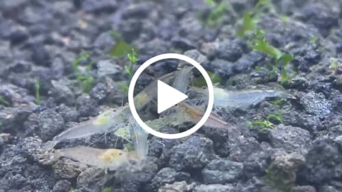 Customer video review of Amano Shrimp