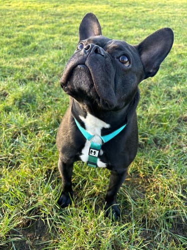 Customer photo review of City leash (Hands-free)