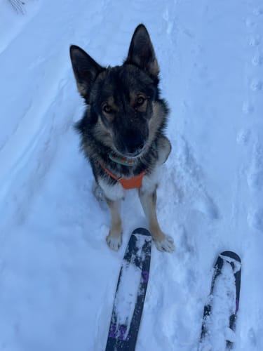 Customer photo review of Ruffwear Omnijore Joring System - Final Sale*