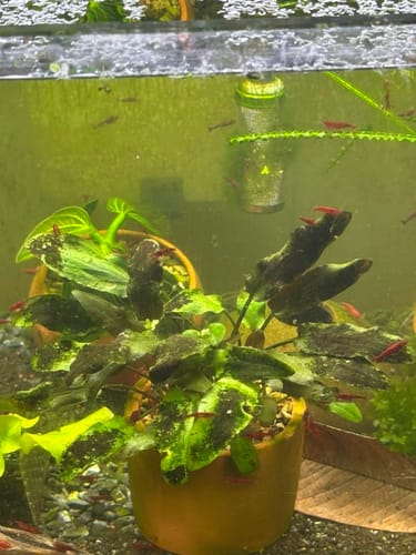 Customer photo review of Bloody Mary Neocaridina Shrimp