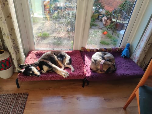Customer photo review of HiK9 Bed with Grey Mesh Cover