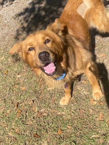 Customer photo review of Power Bully Sticks - 6 Inch