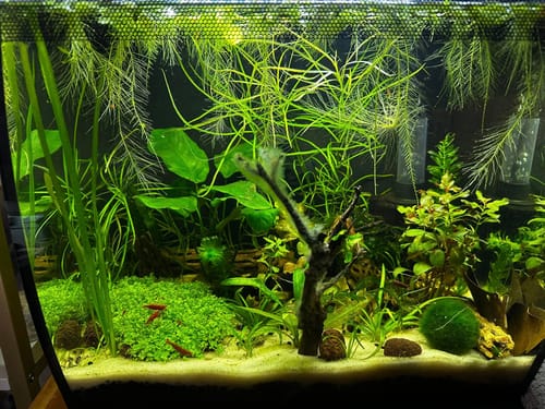 Customer photo review of Bloody Mary Neocaridina Shrimp
