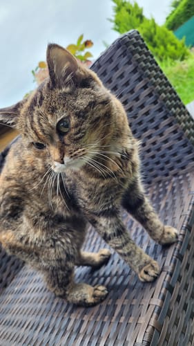 Avis photo d'un client sur Pâtée Chat Stérilisé Sans Céréales - Poulet