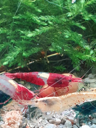 Customer photo review of Red Rili Neocaridina Shrimp