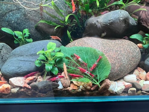 Customer photo review of Mixed High Grade Neocaridina Shrimp