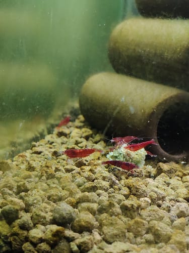 Customer photo review of Bloody Mary Neocaridina Shrimp