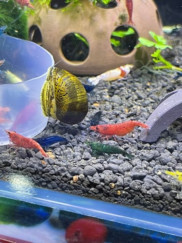 Customer photo review of Mixed High Grade Neocaridina Shrimp