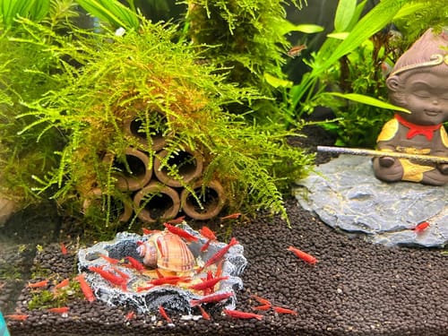 Customer photo review of Mixed High Grade Neocaridina Shrimp