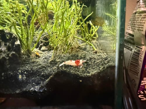 Customer photo review of Pure Red Line PRL Caridina Shrimp