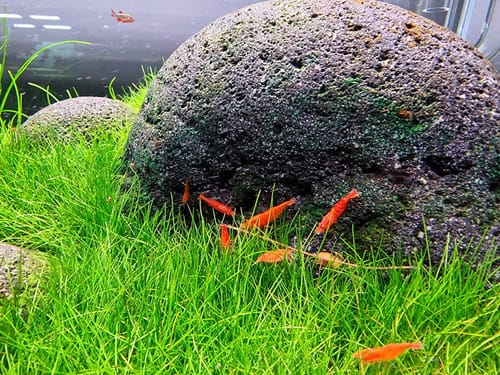 Customer photo review of Orange Pumpkin Spice Sakura Neocaridia Shrimp