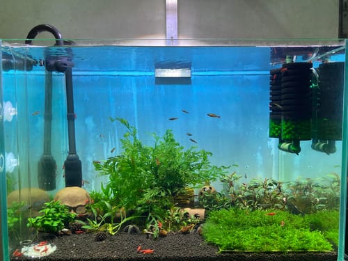 Customer photo review of Orange Pumpkin Spice Sakura Neocaridia Shrimp