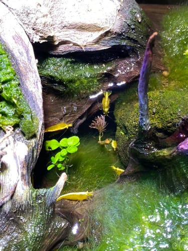 Customer photo review of Yellow Golden Back Neocaridina Shrimp