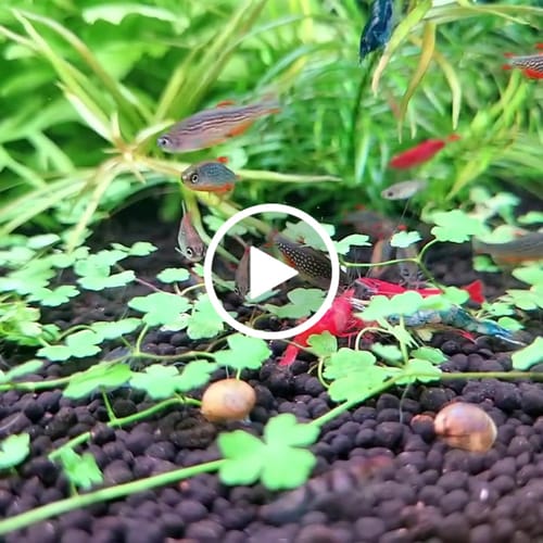 Customer video review of Fire Red Neocaridina Shrimp