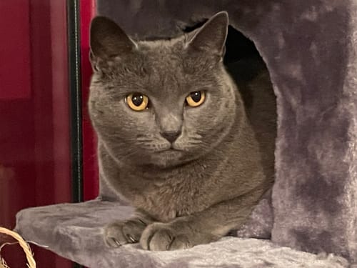 Avis photo d'un client sur Croquettes Chat Stérilisé Sans Céréales - Saumon