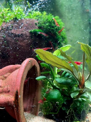 Customer photo review of Red Rili Neocaridina Shrimp