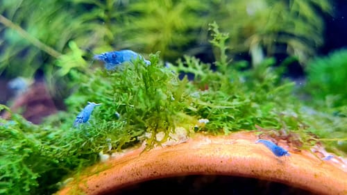 Customer photo review of Bluebolt Caridina Shrimp