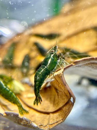 Customer photo review of Green Jade Neocaridina Shrimp