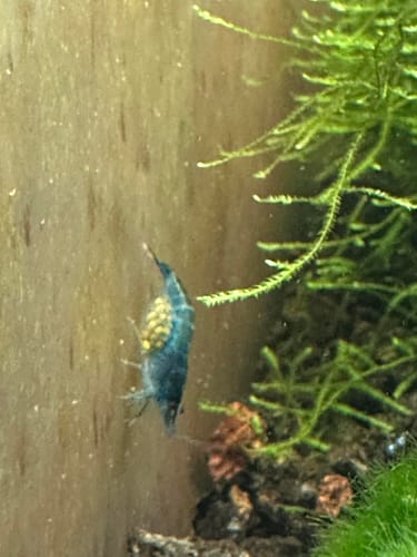 Customer photo review of Blue Jelly Neocaridina Shrimp