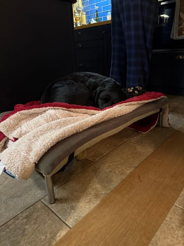 Customer photo review of HiK9 Bed with Olive Mesh Cover