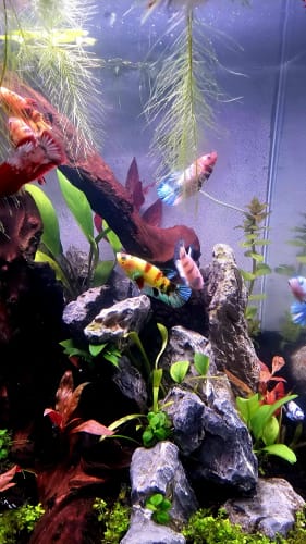 Customer photo review of Koi Nemo Pink Female Betta Fish Sorority | Successful Sorority Pack