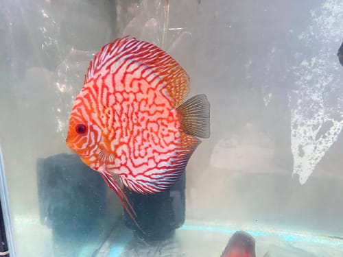 Customer photo review of Red Pigeon Discus Fish