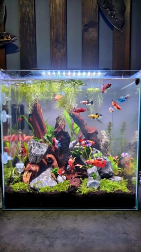 Customer photo review of Fancy Yellow Start Female Betta Fish