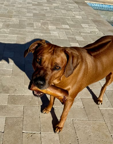 Customer photo review of 12-inch MONSTER Braided Bully Stick