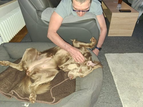 Customer photo review of No.1 CALM – NATÜRLICHES BERUHIGUNGSMITTEL HUNDE