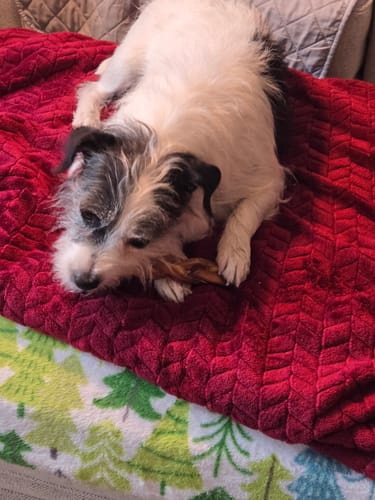 Customer photo review of 5 Inch Braided Bully Stick Bag