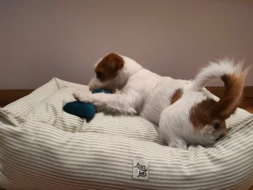 Customer photo review of Divanetto Cotone Righe Verde Chiaro