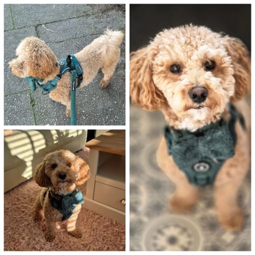 Customer photo review of Trail & Glow® Dog Harness Bundle Set - Emerald Teddy