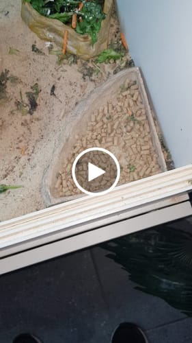 Customer video review of Reptile Pellets 1kg