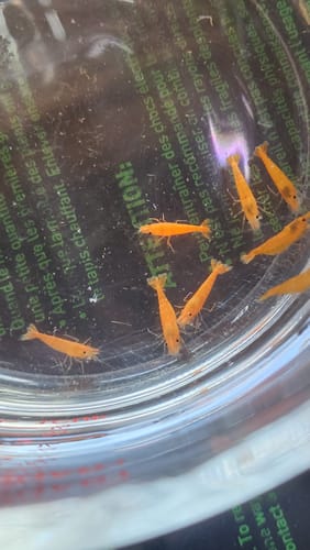 Customer photo review of Orange Pumpkin Spice Sakura Neocaridia Shrimp