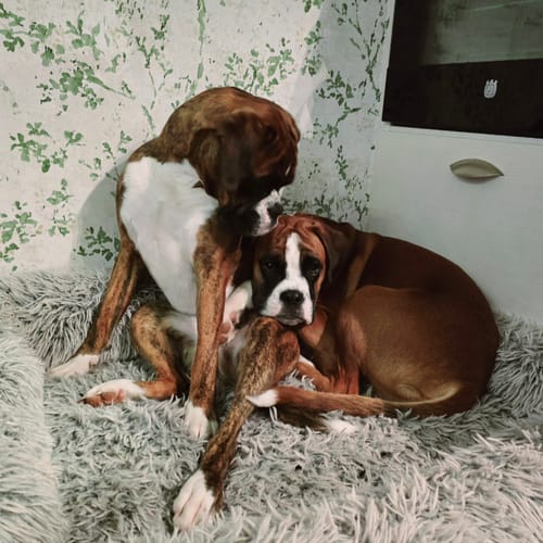 Customer photo review of CalmBed överdrag