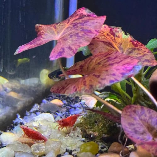 Customer photo review of Java Moss
