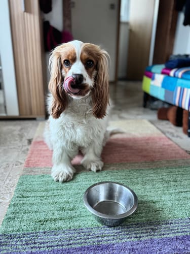 Customer photo review of Frischfutter für Energiebedarf von 426 kCal/Tag