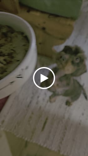 Customer video review of Frischfutter für Energiebedarf von 426 kCal/Tag