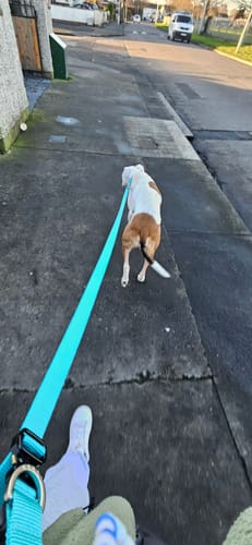 Customer photo review of City leash (Hands-free)
