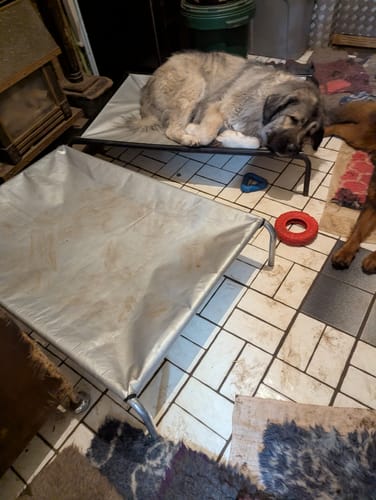 Customer photo review of HiK9 Bed with Heavy Duty Silver Mesh Cover
